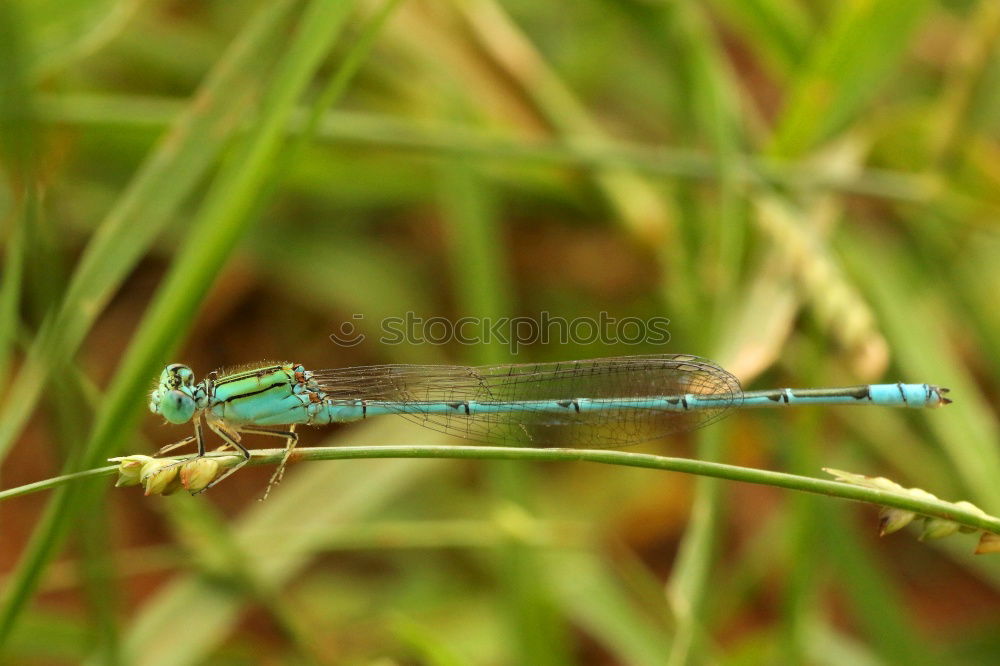 Similar – Dragonfly in the midday sun