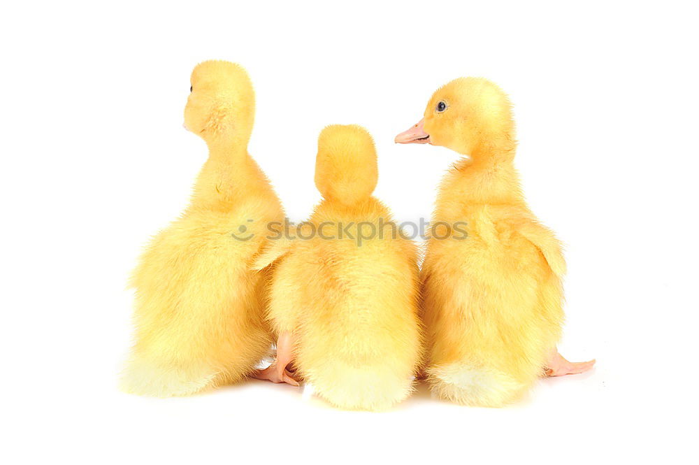 Similar – Image, Stock Photo maverick Animal Chick