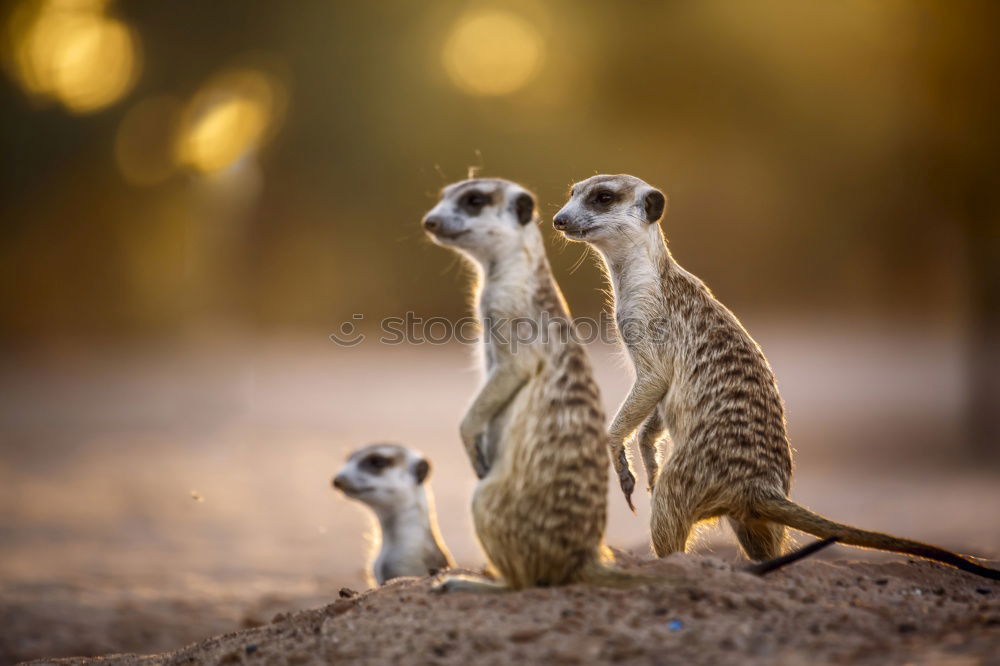 Similar – Image, Stock Photo cute trio Animal Earth Zoo