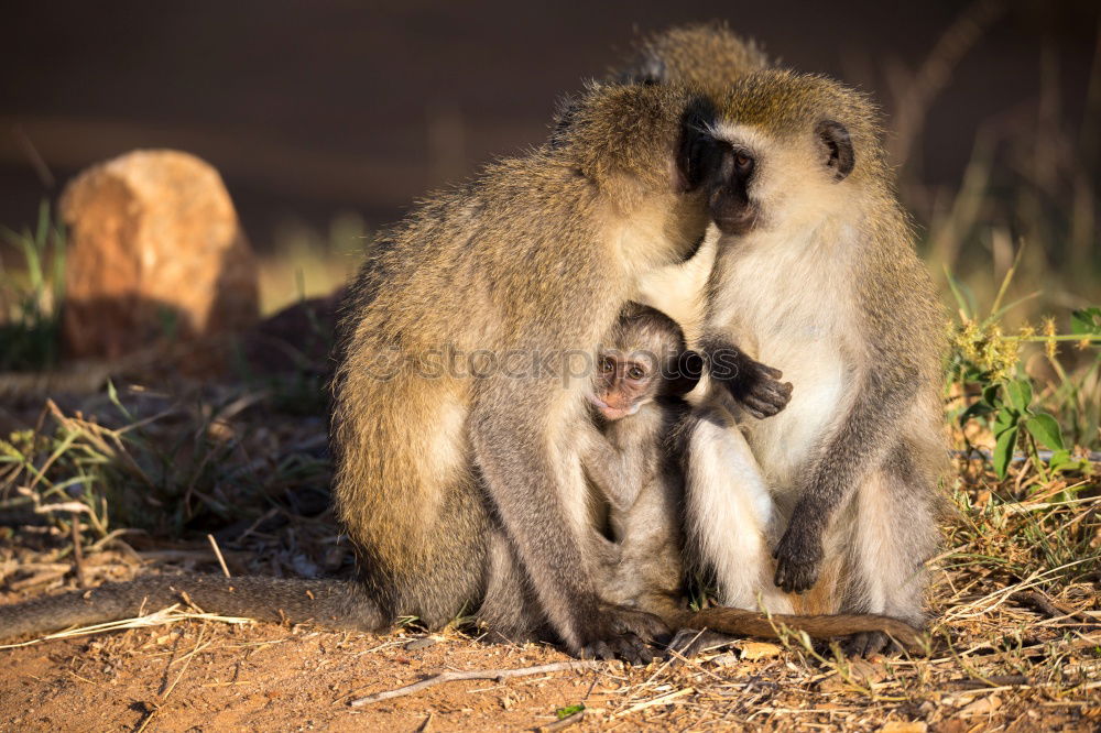 Similar – Image, Stock Photo family life Fruit Walnut