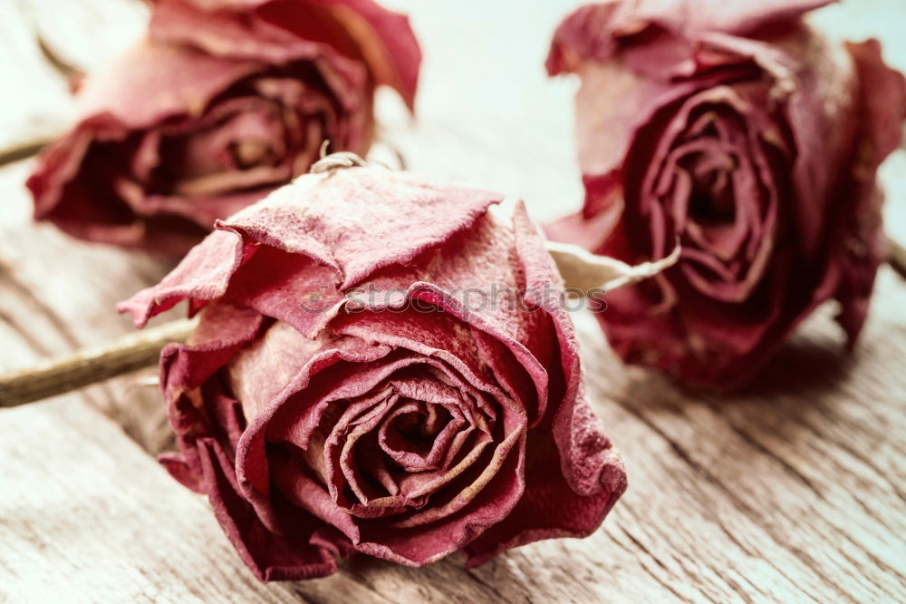 Similar – Wet Tulip Flowers In Spring