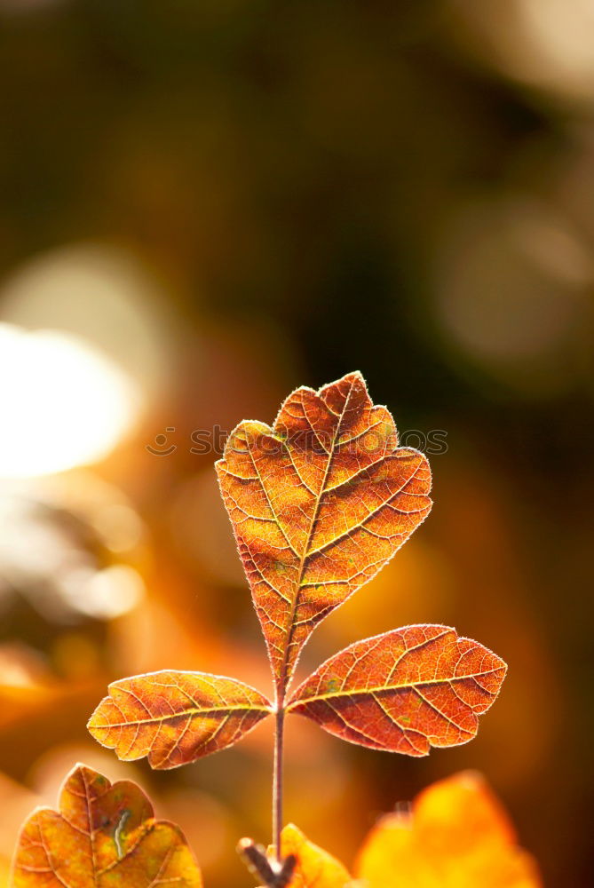 Image, Stock Photo leaf Leaf Autumn