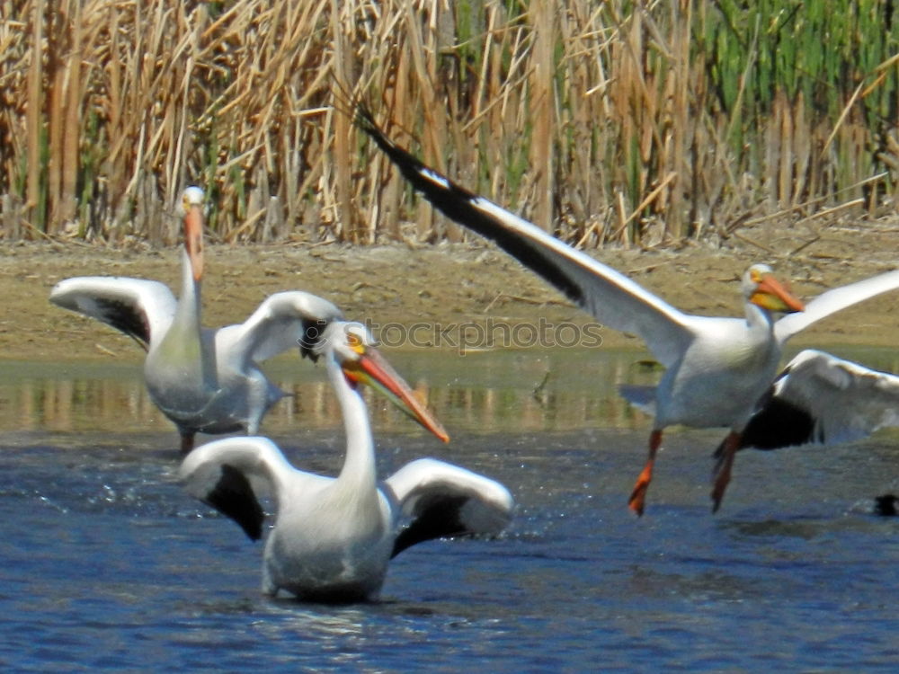 Similar – Foto Bild Futterneid Vogel Möwe Tier