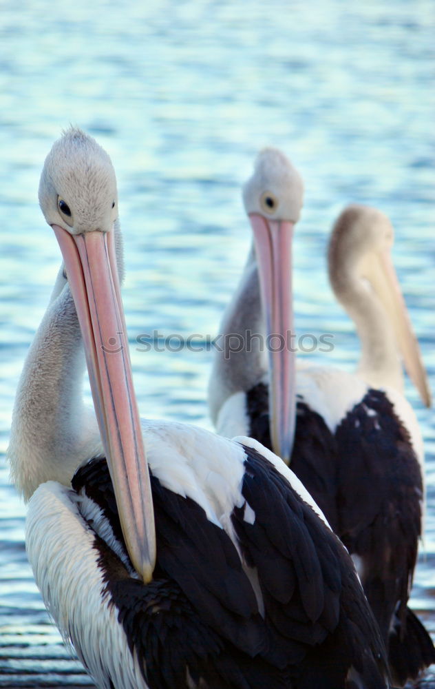 Similar – flamingos Flamingo France