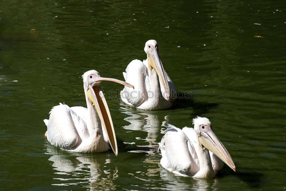 Similar – Foto Bild And Found. Schwan weiß