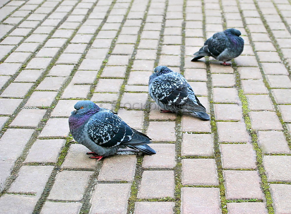 Similar – Spatzen von Venedig Vogel