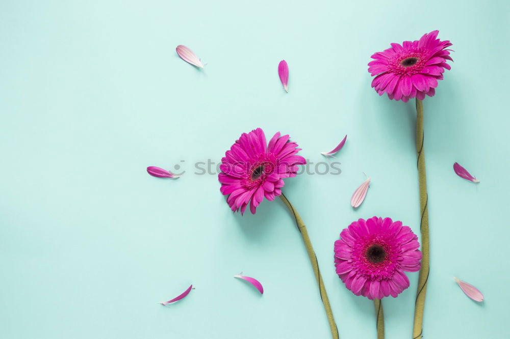 Similar – Garden flowers and scissors