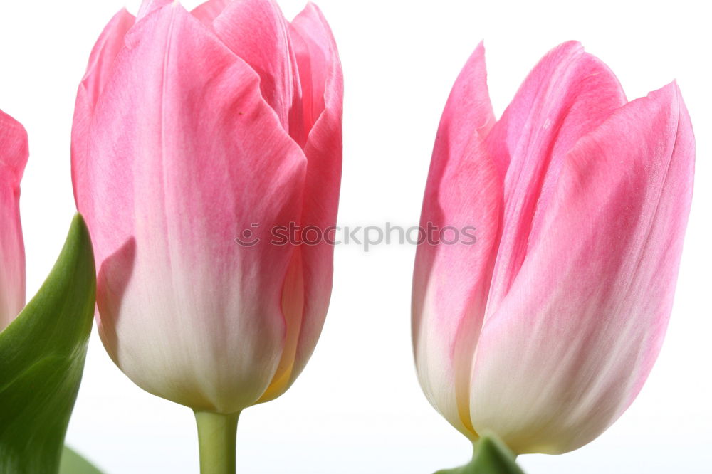 Similar – TuliPane Tulip Flower Red