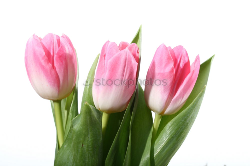 Image, Stock Photo sunday flowers Elegant