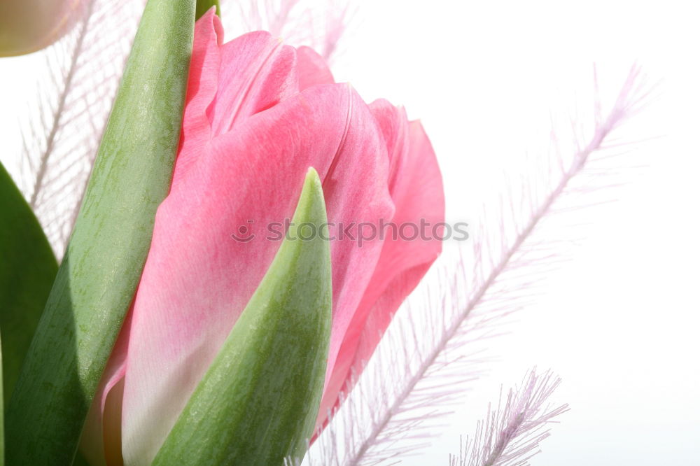 Similar – Image, Stock Photo tulipa Senses Mother’s Day