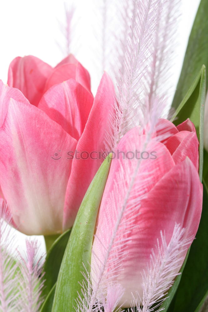 Similar – Image, Stock Photo Tulip greeting for the weekend