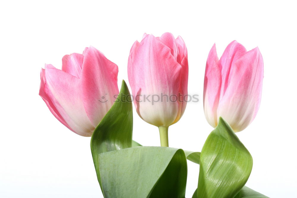 Similar – Image, Stock Photo sunday flowers Elegant