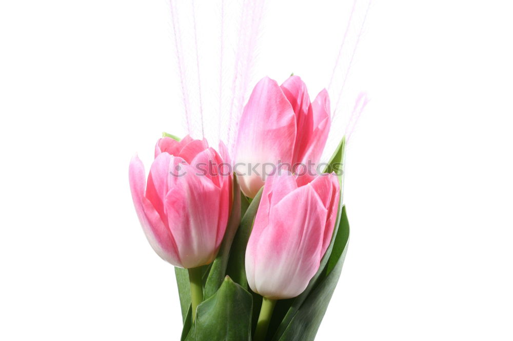 Similar – Foto Bild tulipa gesneriana Tulpe