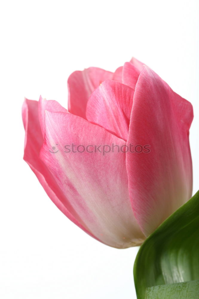 Similar – Image, Stock Photo blush Tulip Blossom Flower