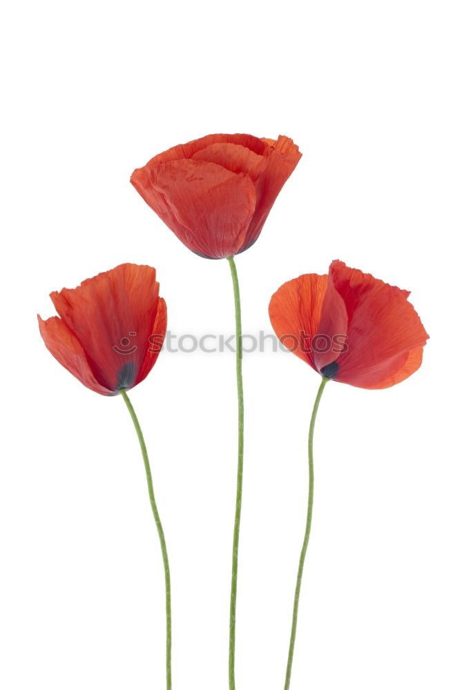 Similar – Kunstmohn Blume Mohn