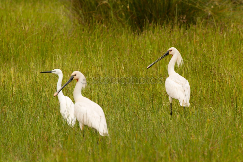 Similar – Image, Stock Photo stork’s eye Environment