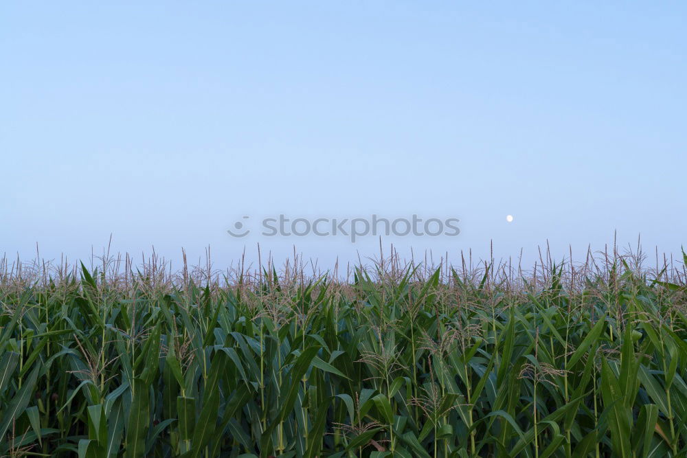 Similar – Image, Stock Photo high achiever