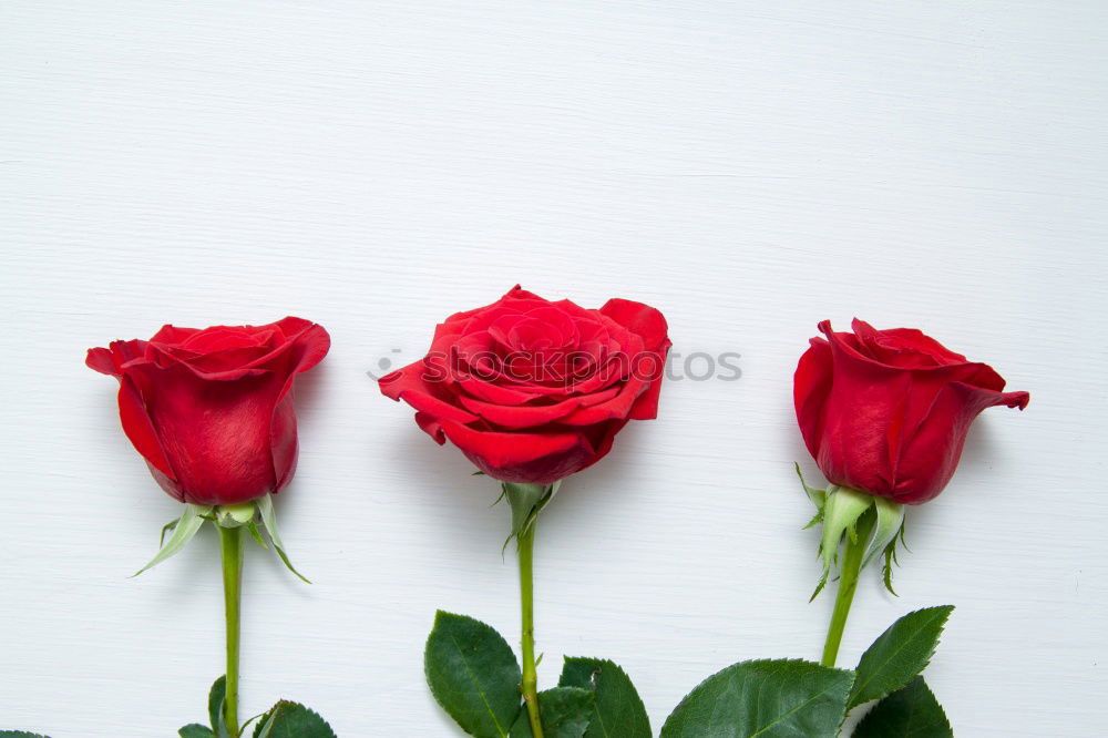 Similar – Red roses