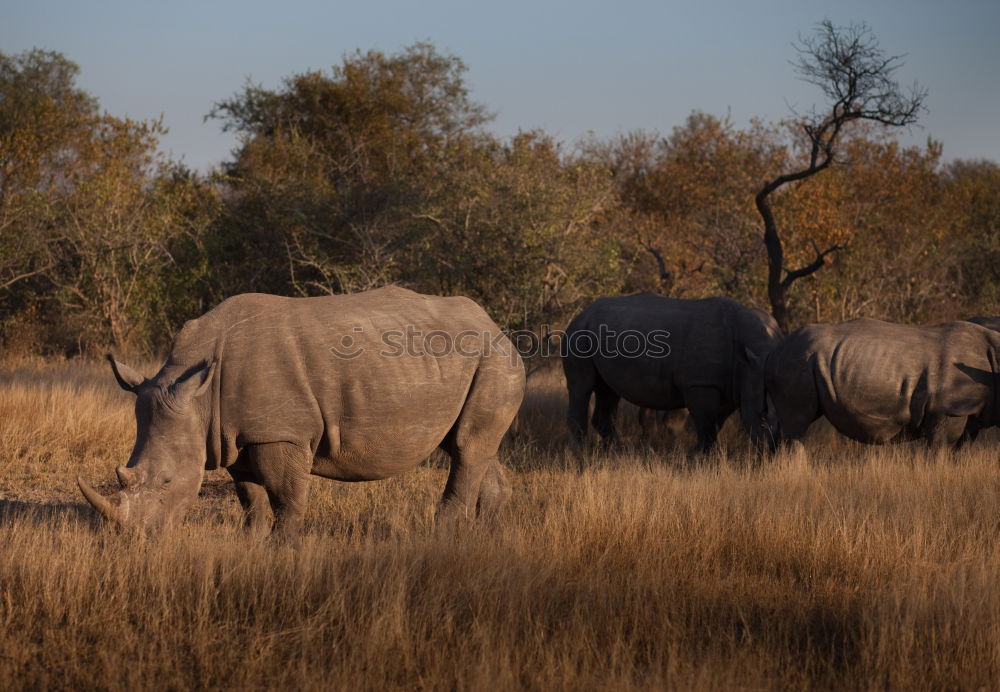 Similar – Image, Stock Photo Rhino 4 Vacation & Travel