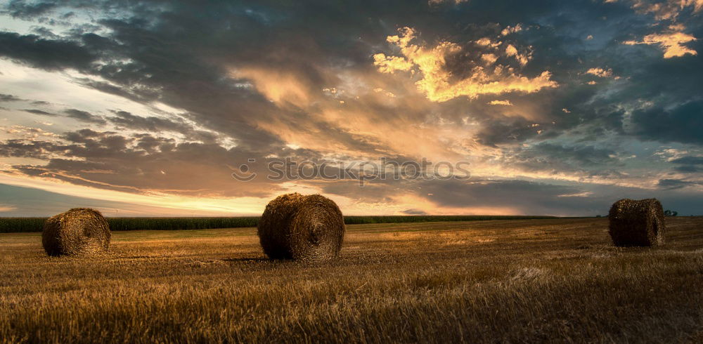 Similar – Image, Stock Photo gold medals Straw