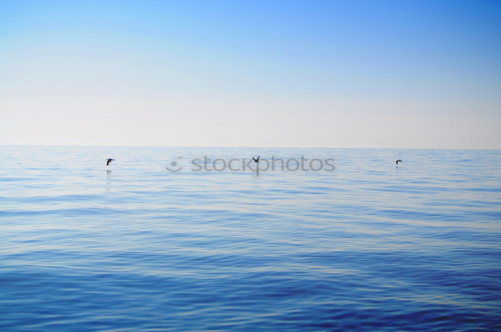 Similar – Man in wetsuit swimming in ocean