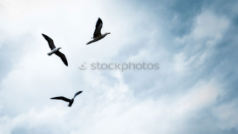 Image, Stock Photo Foregel swarm flying towards the sun