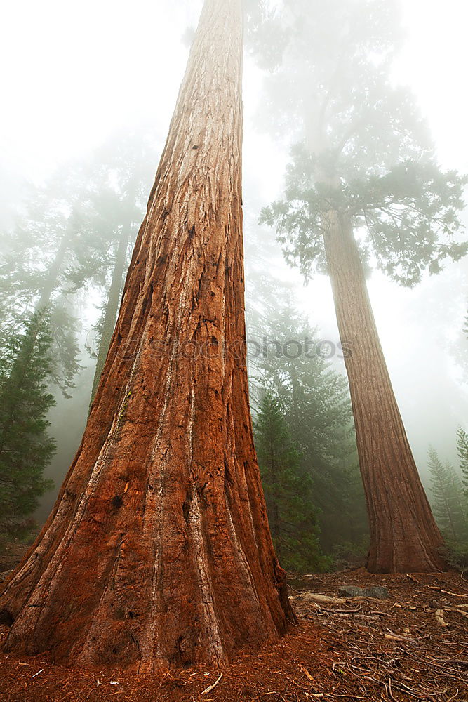 Similar – Image, Stock Photo live on solid ground