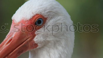 Similar – Image, Stock Photo Pelican against blue neutral background