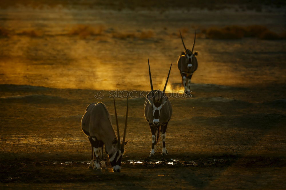 Similar – Young Cervus Dama Deer