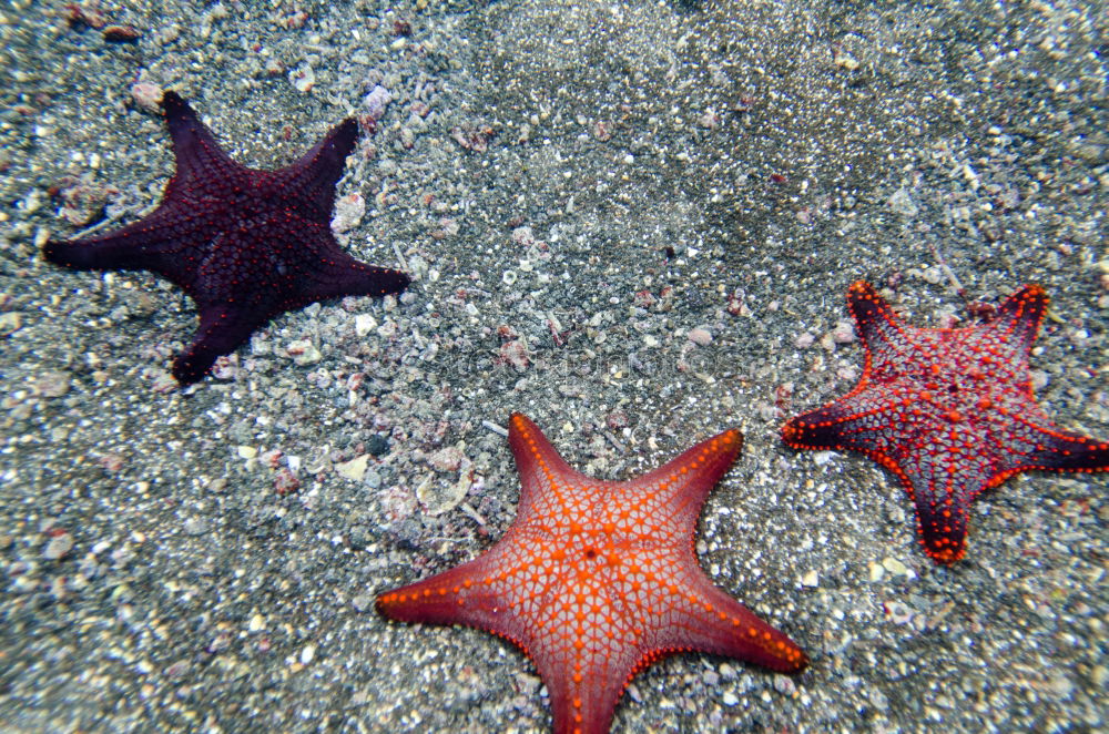 Similar – Foto Bild StarFish Seestern Meer