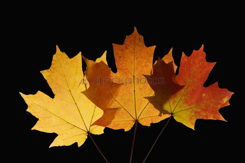 Similar – Autumn leaf in detail Leaf