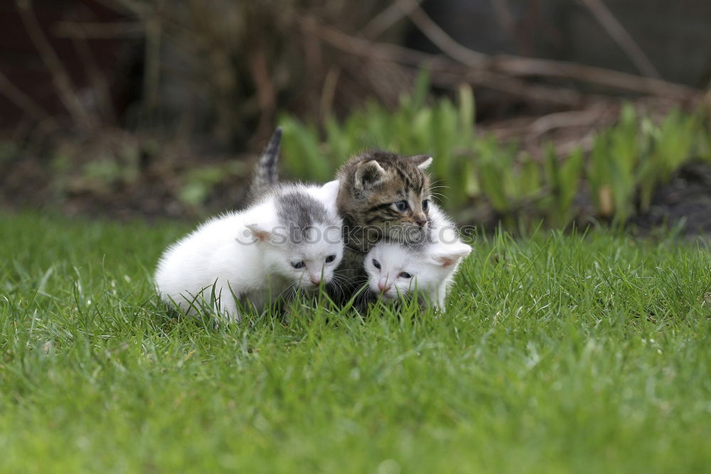 Similar – Playcat II Cat Playing