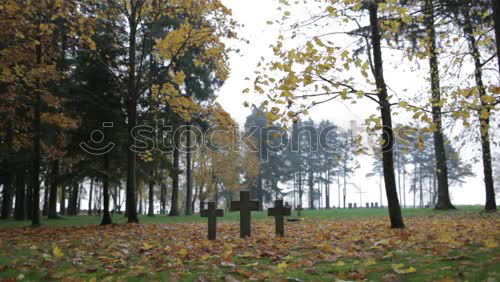 Similar – Image, Stock Photo nature Tree Autumn Green