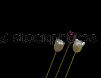 Similar – Image, Stock Photo Wilt #2 Tulip Blossom