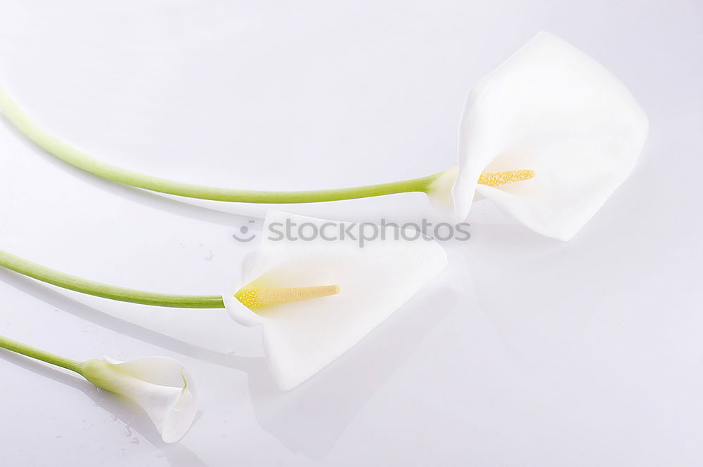 Similar – Image, Stock Photo tulipe #3 Tulip Flower