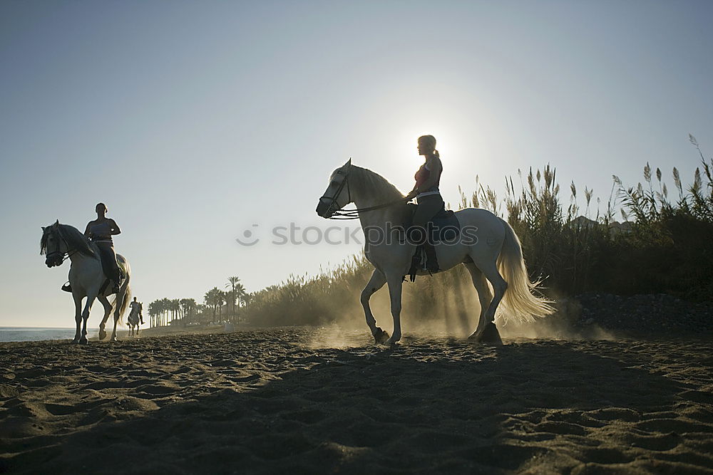 Similar – Silhouetten von drei Reitern bei Sonnenschein am Strand