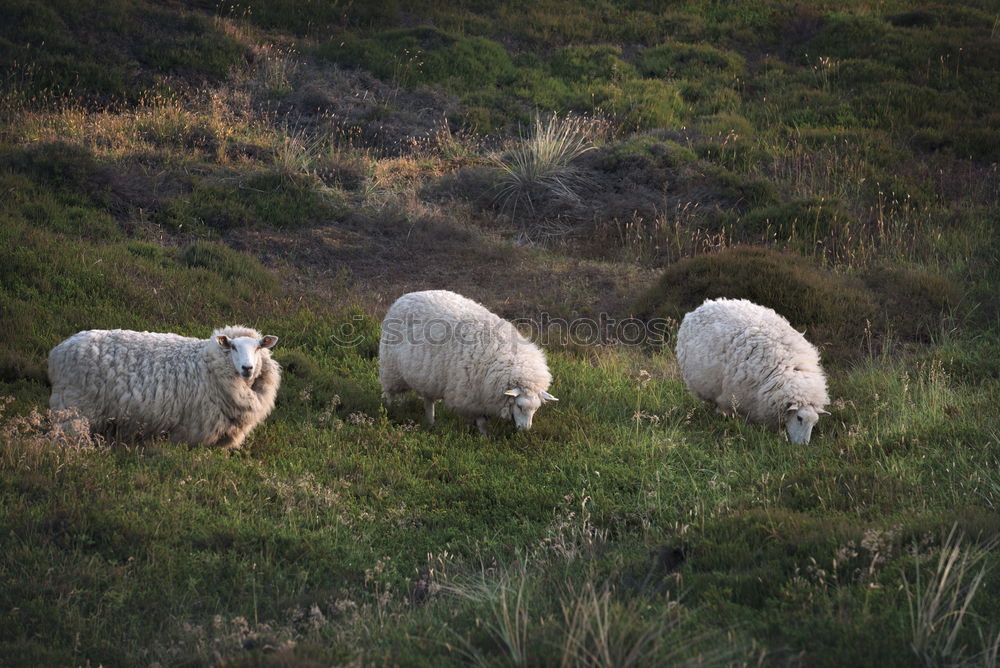 Similar – Gans oder gar nicht Umwelt