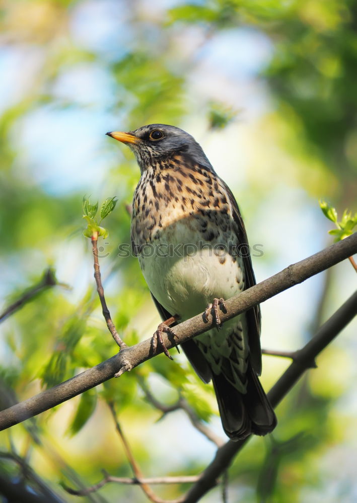 Similar – Image, Stock Photo Juniper Thrush in a Tree