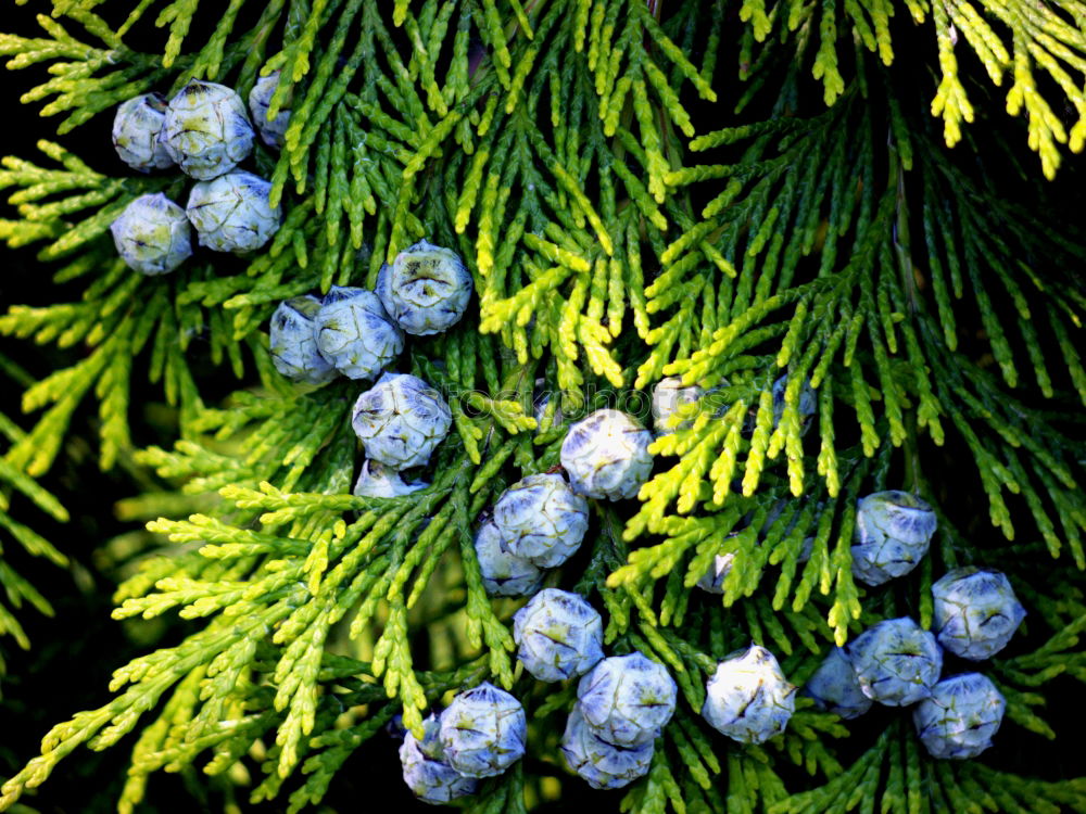 Similar – Image, Stock Photo Rosemary and red chilli