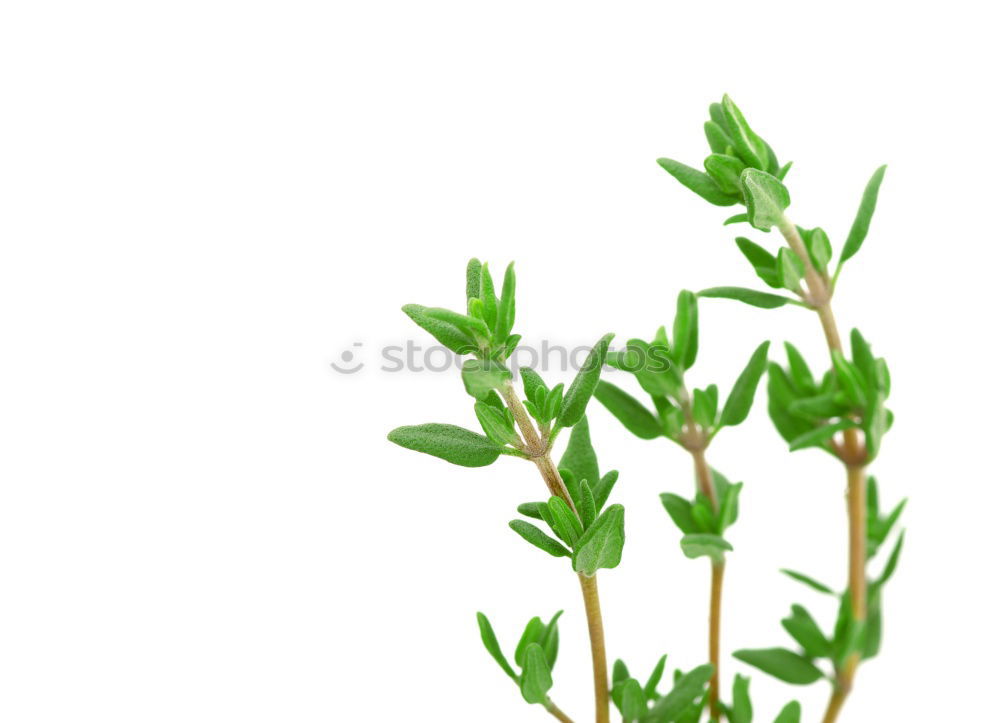 Similar – Image, Stock Photo Urtica Stinging nettle