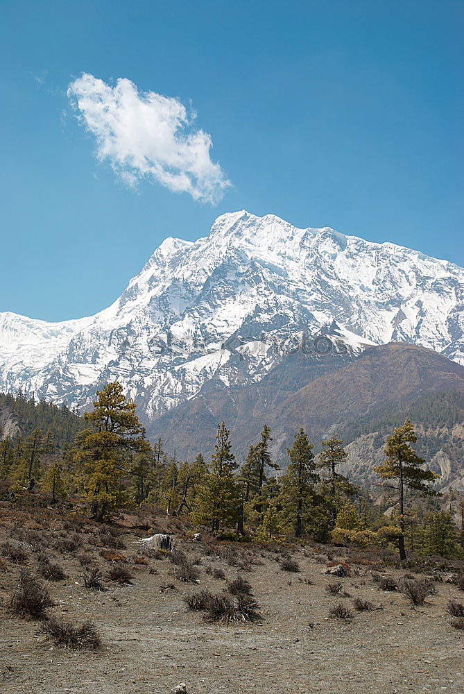 Similar – Foto Bild Vulano Lanin Patagonien Argentinien