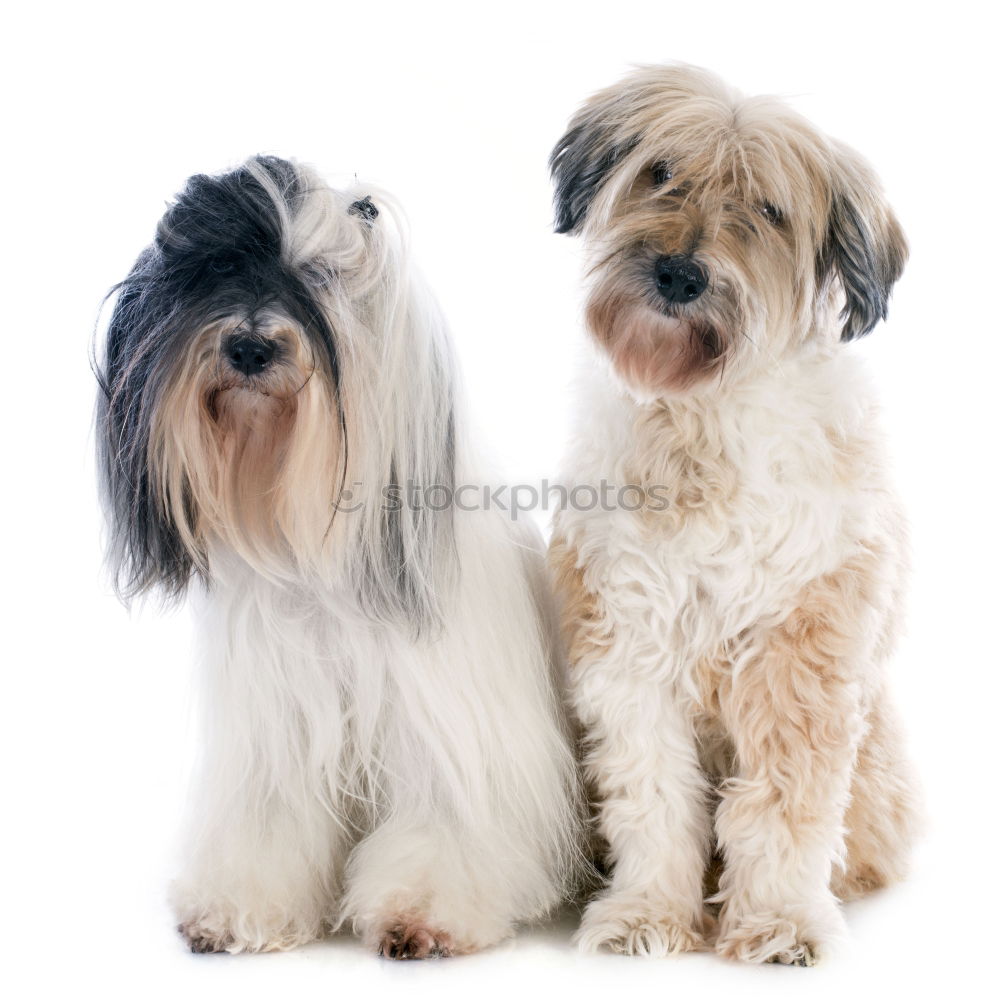 Similar – Image, Stock Photo Dog 2 Animal Pet