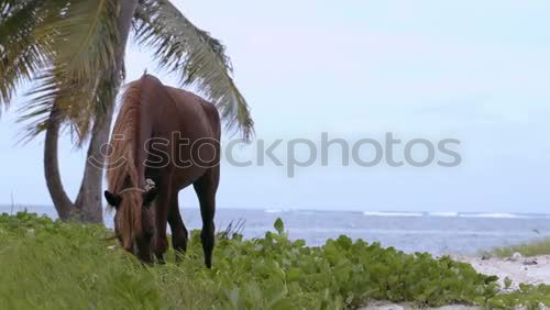 Similar – Image, Stock Photo sea apple Horse Tails Firm