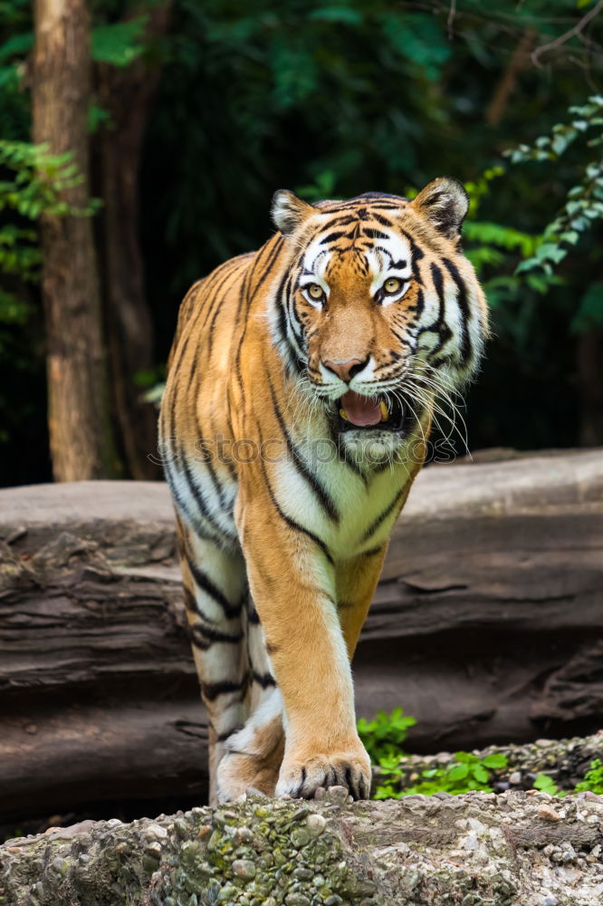 Similar – Close up side profile portrait of one young Siberian tiger