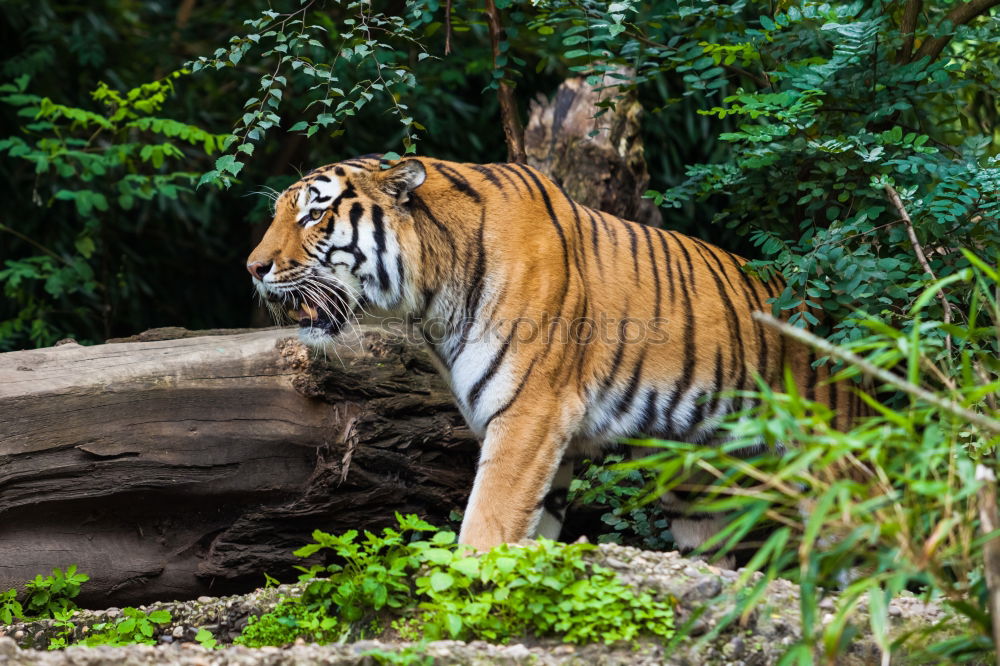 Similar – Close up side profile portrait of one young Siberian tiger