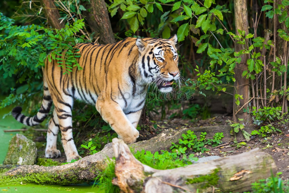 Similar – Close up side profile portrait of one young Siberian tiger