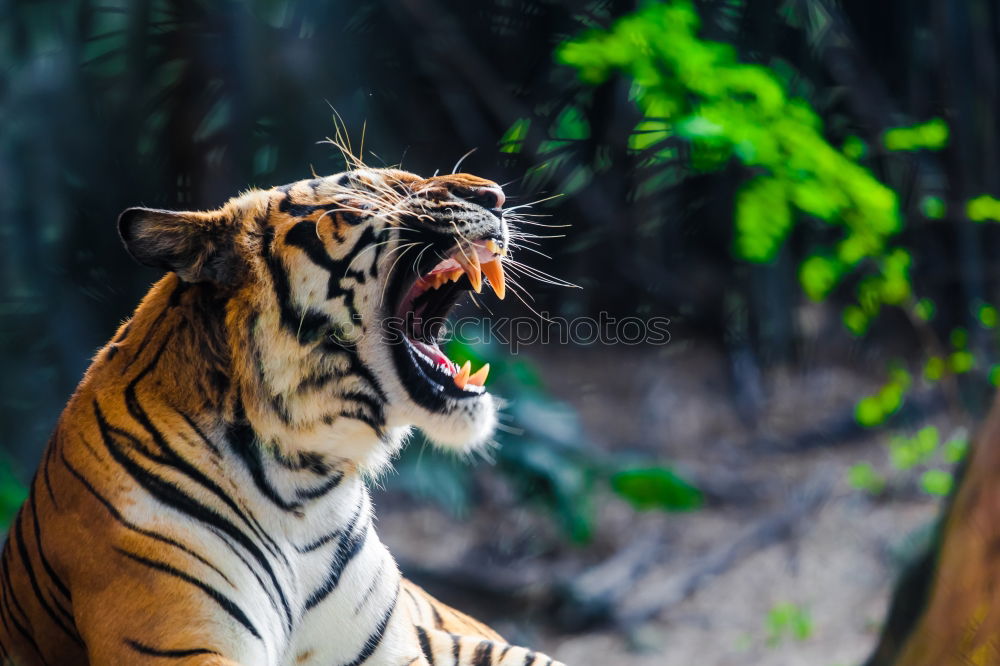 Similar – Close up portrait of Siberian tiger looking at camera