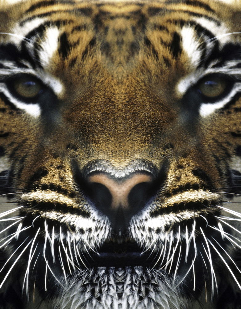 Similar – tiger’s eye Tiger Animal