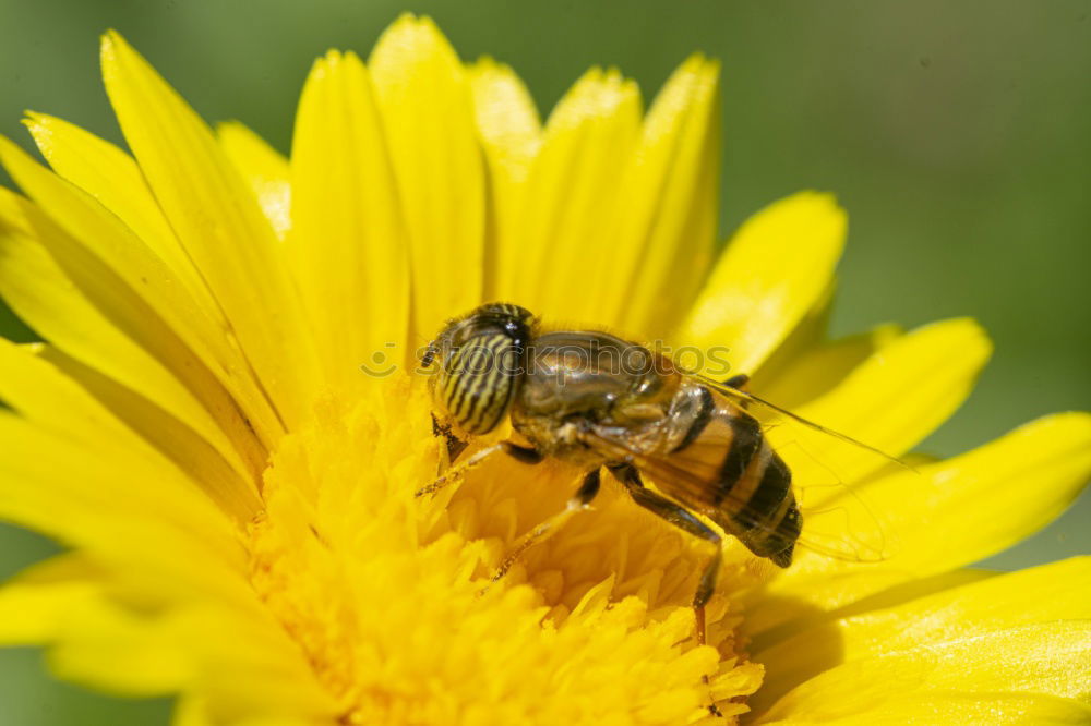 Similar – Clap your hands Wasps