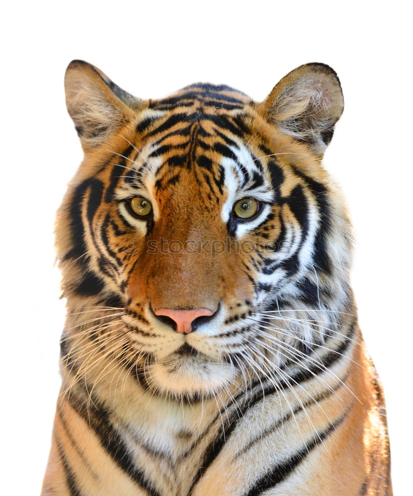 Similar – pixelated I Tiger Zoo